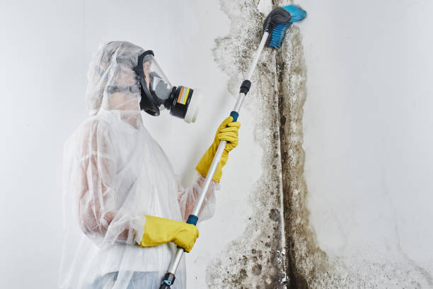 Best Health and Safety Mold Remediation in Helmetta, NJ