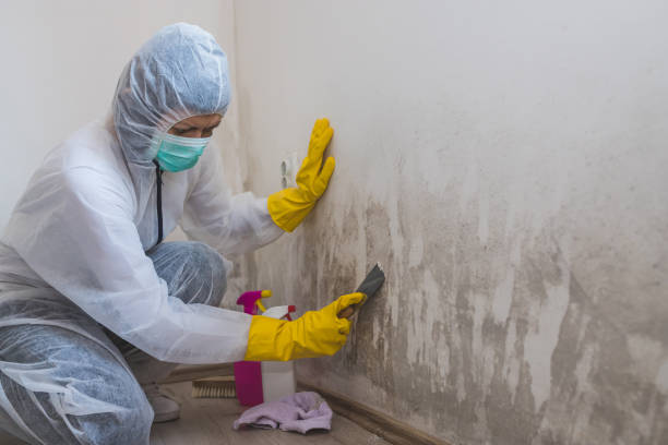 Best Emergency Mold Remediation in Helmetta, NJ