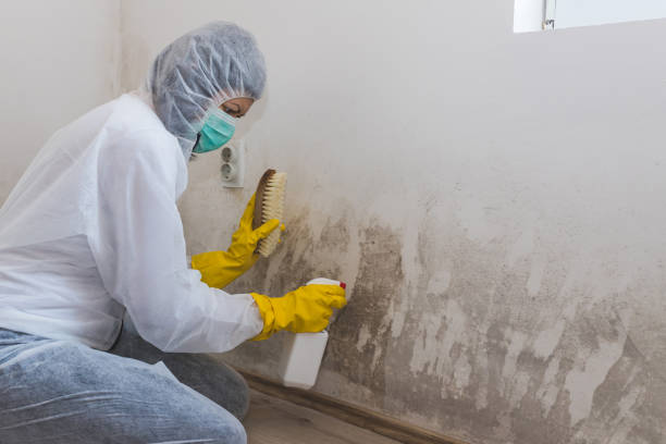 Best Residential Mold Remediation in Helmetta, NJ