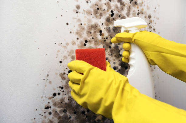 Best Mold Remediation for Specific Building Types in Helmetta, NJ