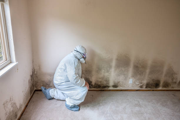 Best Attic Mold Remediation in Helmetta, NJ