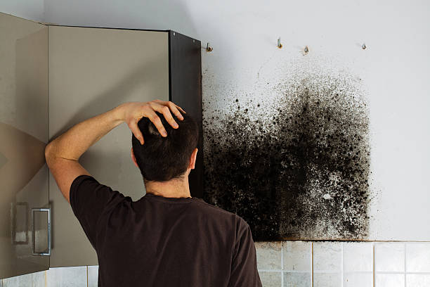 Best Commercial Mold Remediation in Helmetta, NJ
