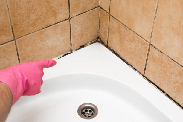 Best Basement Mold Remediation in Helmetta, NJ